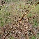 Artemisia campestris 叶