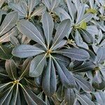 Pittosporum heterophyllum Blatt