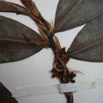 Erythroxylum mucronatum Otro