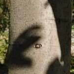 Malus domestica ᱪᱷᱟᱹᱞᱤ