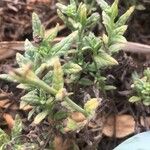 Heliotropium ramosissimum Blatt