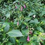 Strobilanthes hamiltoniana List