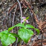 Trillium ovatumFloro