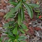 Euphorbia analavelonensis