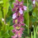 Stachys arvensis Lorea