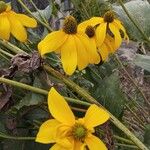 Rudbeckia nitida Квітка