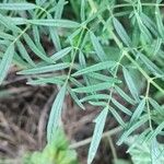 Thalictrum lucidum Leaf