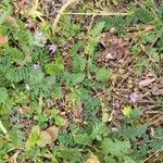 Erodium cicutariumΛουλούδι