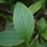 Matourea azurea Leaf