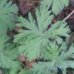 Geranium tuberosum Feuille