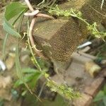 Rhipidoglossum longicalcar Flor