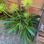 Agapanthus africanusLehti
