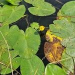 Nuphar lutea Virág