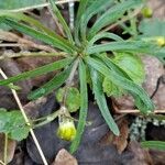 Ranunculus auricomus পাতা