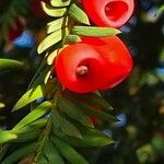 Taxus brevifolia Fruit