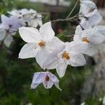 Solanum laxum Blomst
