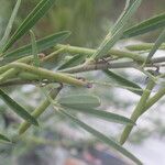 Indigofera lespedezioides Fruto