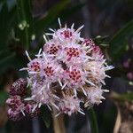 Baccharis salicina Çiçek