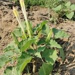 Datura ferox 整株植物