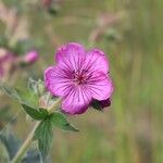 Geranium viscosissimum Leaf