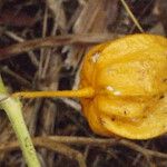 Physalis viscosa Frucht