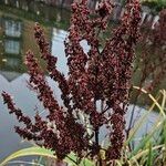 Rumex hydrolapathum ഫലം