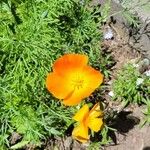 Eschscholzia caespitosa Virág