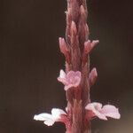 Striga gesnerioides Квітка