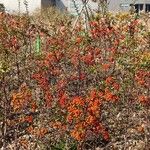 Pyracantha koidzumii Frucht