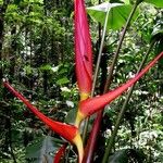 Heliconia sarapiquensis Lubje