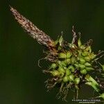 Carex hostiana Fruit