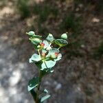 Euphorbia minuta Écorce