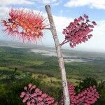 Geissois lanceolata Hábito