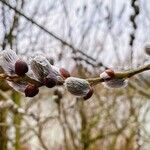 Salix appendiculata Cvet
