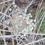 Allium polyanthum ফল