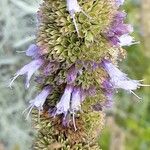 Agastache rugosa Fula