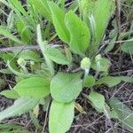 Plantago rhodosperma Hábito