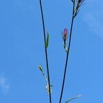 Campanula bertolae (植物全体)
