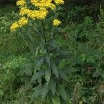 Senecio ovatus Flower