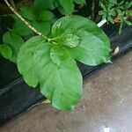 Vangueria madagascariensis Leaf