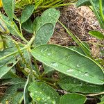 Crotalaria mitchellii Облик