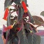 Kohleria amabilis Kvet