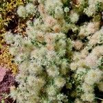 Cometes surattensis Habitatea