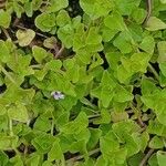 Clinopodium brownei Leaf