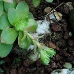 Sedum palmeri List