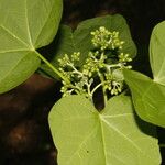 Jatropha curcas Folla