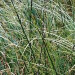 Equisetum fluviatile Foglia