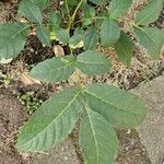 Tabebuia rosea Leaf