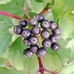 Cornus sanguinea Fruit