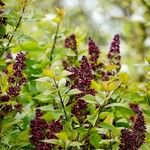 Syringa josikaea Leaf